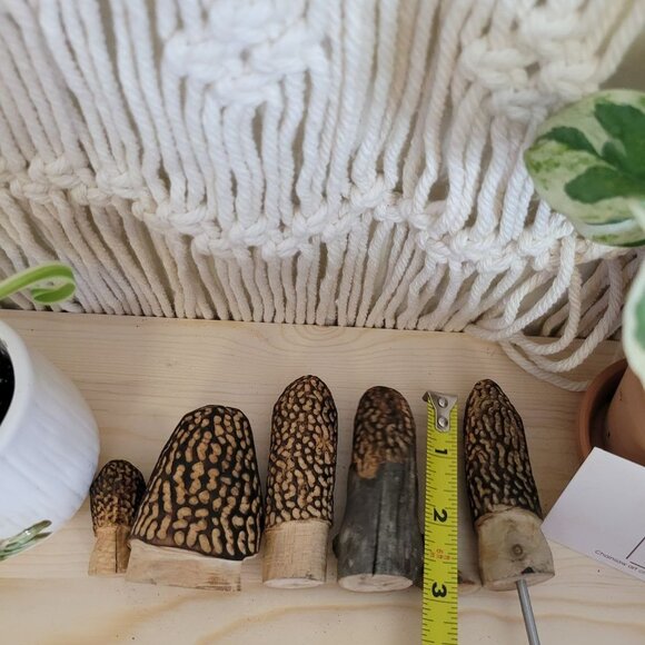 Mixed set of Carved Morel Merchrooms Variety Pack Plant Stake Decor Mushroom - Picture 2 of 11